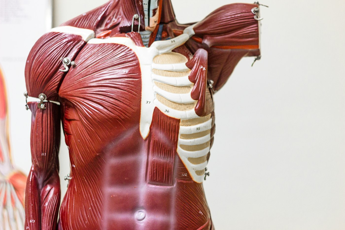 A muscle anatomy model of the shoulder and torso